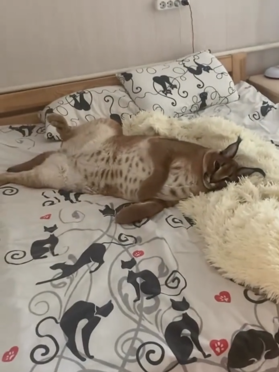 Big Floppa Gosha is Taking a Rest on the Bed #bigfloppa #floppa #caracal #каракал #karakal