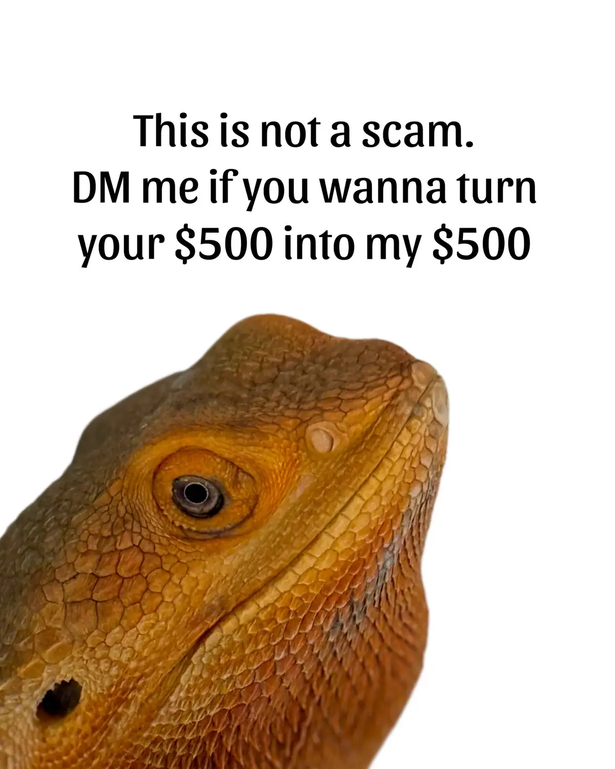 Or simply Venmo: @whosagoodlizard 