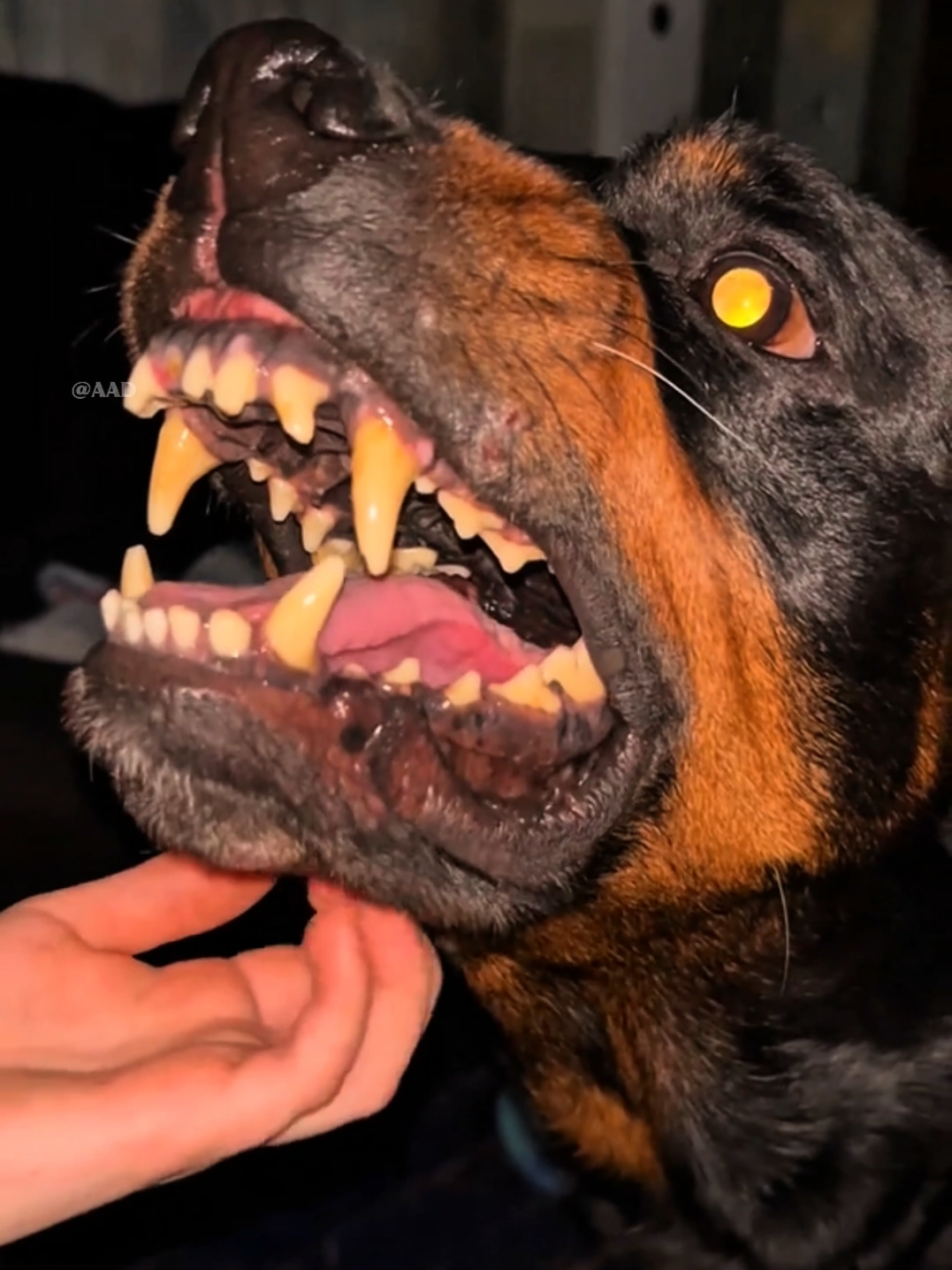 🐶 Which Dog Can Fight a Bear? 🐻 | Most Fearless Dog Breeds 💪 #shorts --- 📖 Description: Can any dog fight against a bear? 🐻🔥 Some fearless and powerful dog breeds have the strength, courage, and loyalty to stand against wild predators. 💪🐕 From ancient guardians to modern protectors, these dogs are true legends! 🐾 Watch till the end to discover which dogs could face a bear. --- 📌 Hashtags: #DogVsBear #FearlessDogs #PowerfulDogs #DangerousDogs 