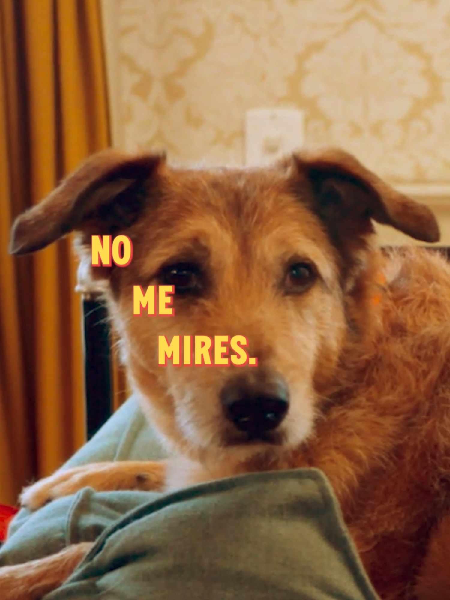 Este es la versión del #trend de Ojitos Mentirosos que no sabías que necesitabas. ¡De nada! 👁️🐶🤩 #cine #cinépolis #películas #eljuiciodeunperro #mascotas #ojitosmentirosos #tendencias #fyp #movies