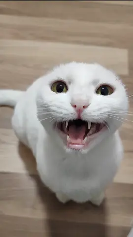 How Pixie lets me know she wants to play #catwithoutears #meowing #playfulcat #vocalcat