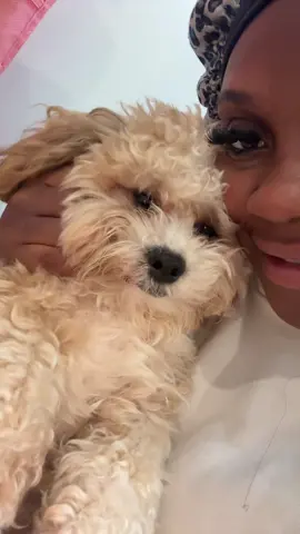 he hates being on camera and idk why😂 #shihchon #dogsoftiktok #puppy 