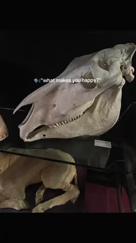 With @Brittany Bachler at the Atlanta oddity museum !!! We had so much fun. We went for my partners b day and we had a blast looking at everything little thing ! These are just a tiny bit of the entire place, I saved the best for you to go see yourself !! #theodditiesmusuem #theodditiesmuseumatl @theodditiesmuseum