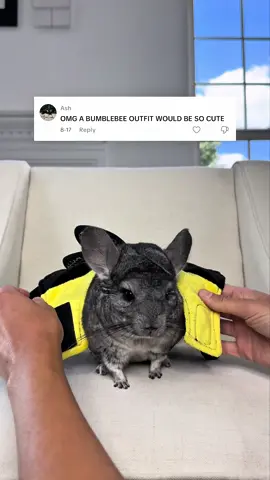 what do you think? 🐝  #creatorsearchinsights #halloween2025 #costumeideas #pets @PetSmart 