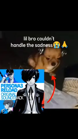 memories of you😭 #persona #persona3 #persona3reload #persona4 #persona5 