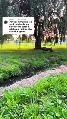 🐿 #canecorso #italianmastiff #salmoncreekcanecorso #dogsoftiktok #foryourpage 