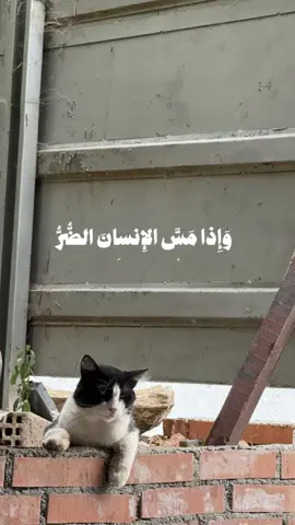 #سعود_الشريم #قران_كريم #Summer #quran #cat 