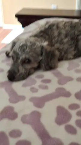 a si vivi mi niña Ella solo dormida pasa todo el santo Dia no quiebra un Plato pero cuando se despierta quiebra una bajilla completa jaja jaja no trabaja ni tampoco estudia ustedes pueden creer eso #para #ti #fyp 