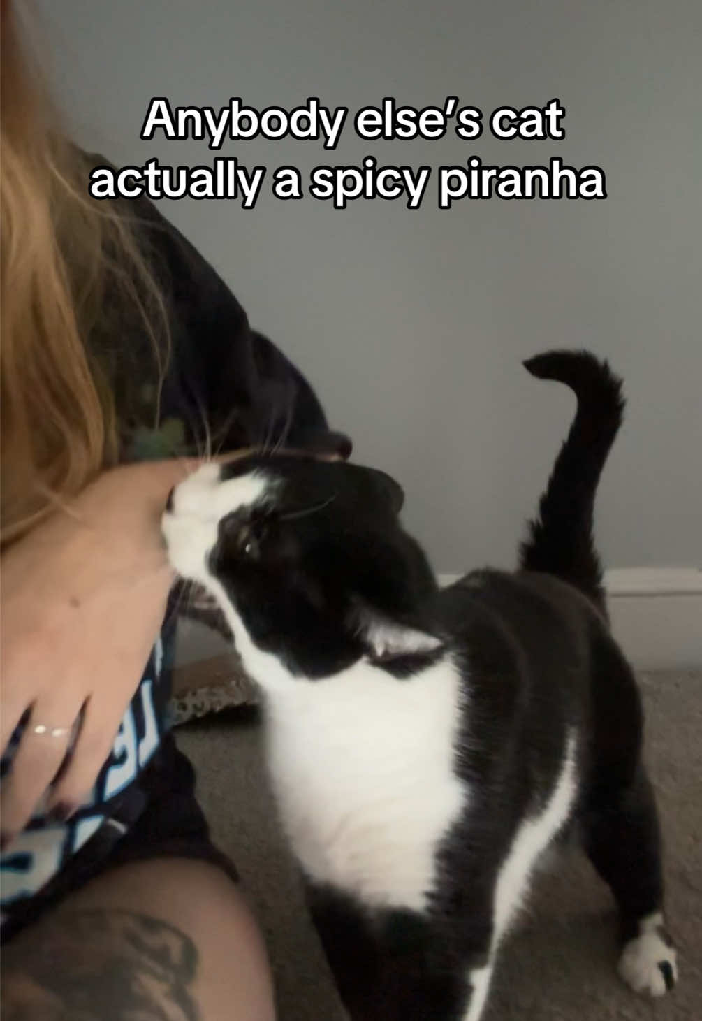 I love him so much he’s so funny #cat #cats #catsoftiktok #tuxedocat #car #tuxedocatsoftiktok #funny #fyp #fy #trend 