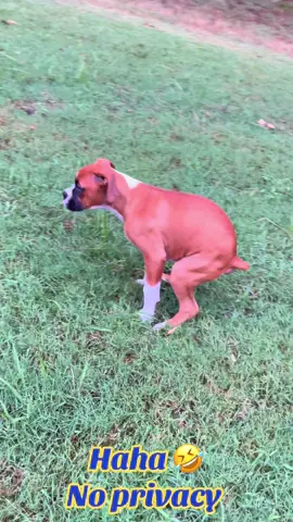 Haha 😆 #fyp #cuteanimals #boxers #fypシ゚viral #haha 