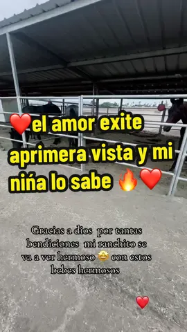 A divina que es lo que mi hija eligió para ella y a divina. Cuales son los que voy a comprar para mi ranchito próximamente 🔥❤️❤️❤️❤️🙏🏻🙏🏻🙏🏻#thankyoujesus #miranchito #animallover #cows #caballosfrisones 