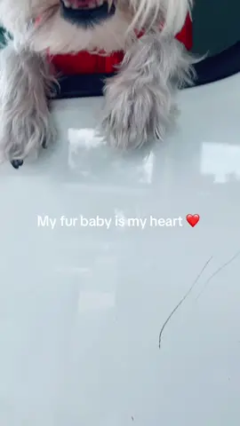 Follow my baby page @MAMBA 🐶 | The schnauzer #explorepage #dogsoftiktok 