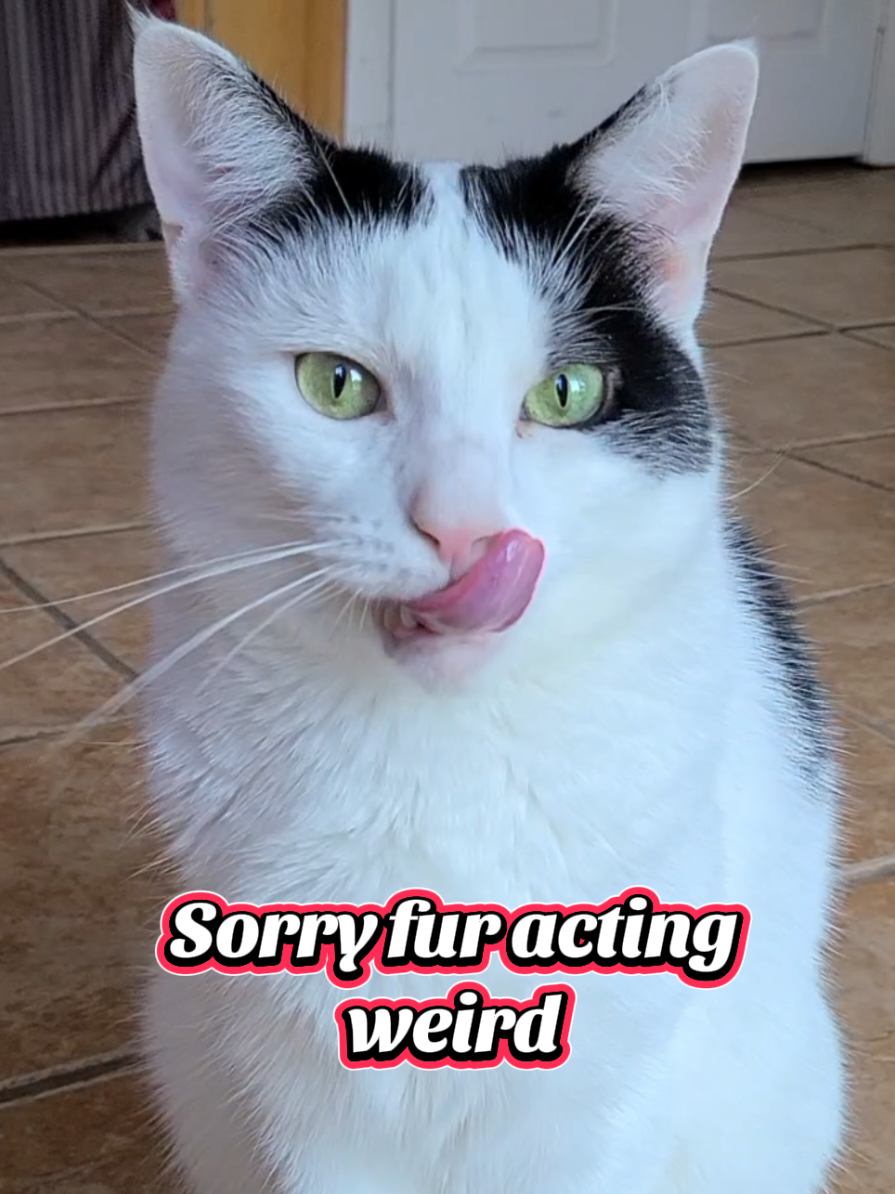 Weirdly accurate 😸 Okay, so Rooby's a bit weird but we love her that way! 💖🤩 #iamweird #funnycat #weirdo #catsoftiktok #cattok 