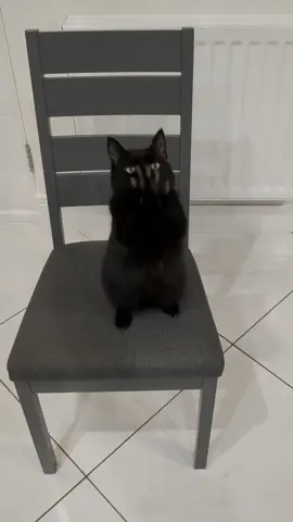 🐈‍⬛🖤 #BlackCat #FunnyCat 