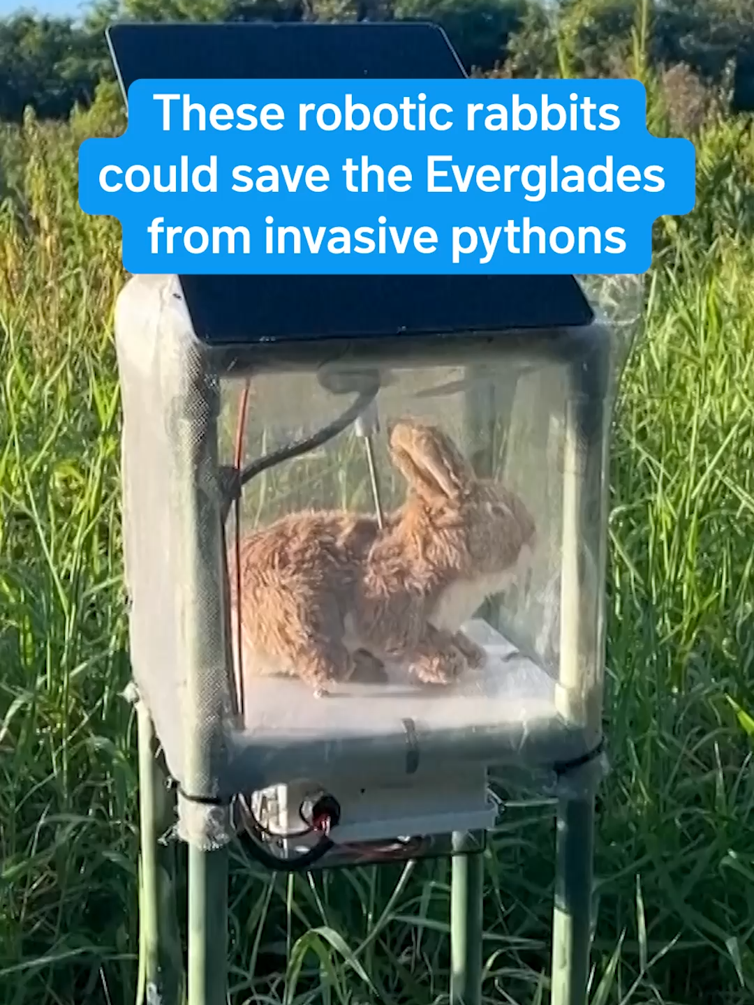 They look, move and even smell like the kind of furry Everglades marsh rabbit a Burmese python would love to eat. But these bunnies are robots meant to lure the giant invasive snakes out of their hiding spots. #florida