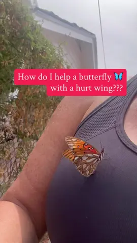 #butterfly 