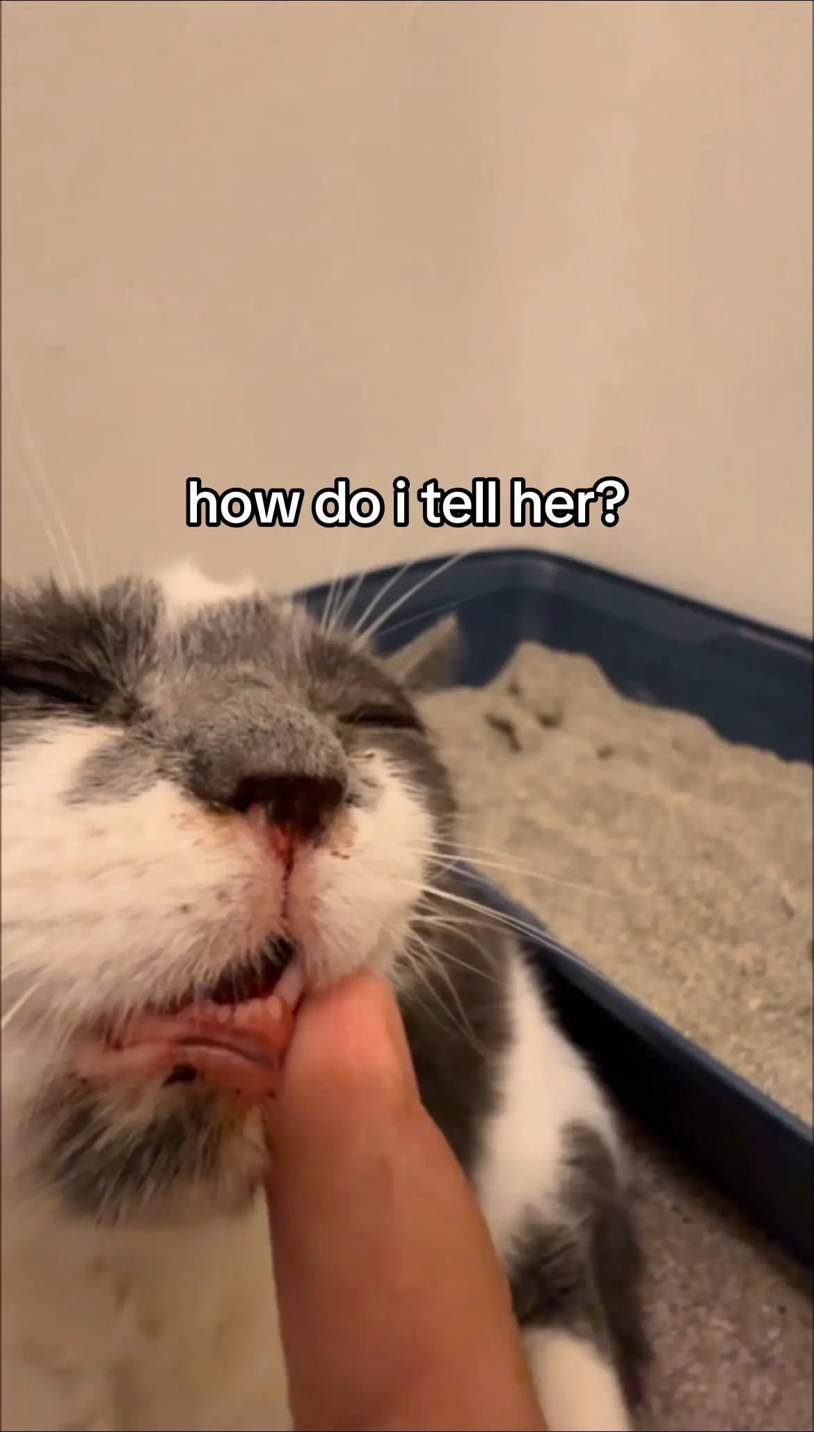 Help me save Daisy #cattok 