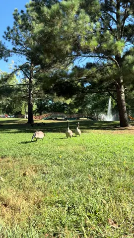 just trying to have a picnic 🤣 #fyp 