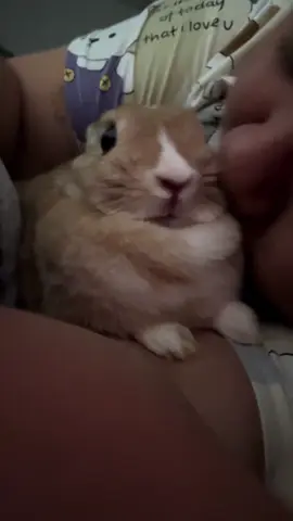 Kiss me mom! #rabbit_🐰💓 #rabbitsoftiktok #rabbit #บราวนี่บลอนดี้ #pet 