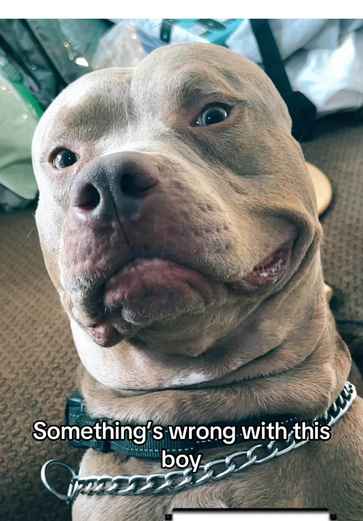 Had to cover up his boy parts… gross 🙅🏻‍♀️ #dogsoftiktok #tiktokdoggos #dogmom 