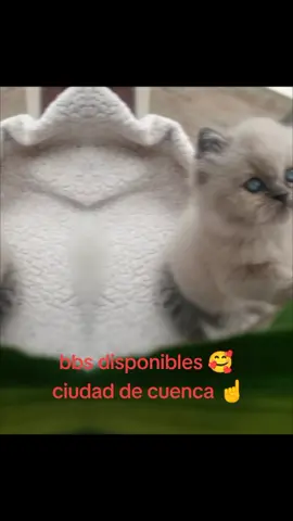 #gatos #persa Ecuador 