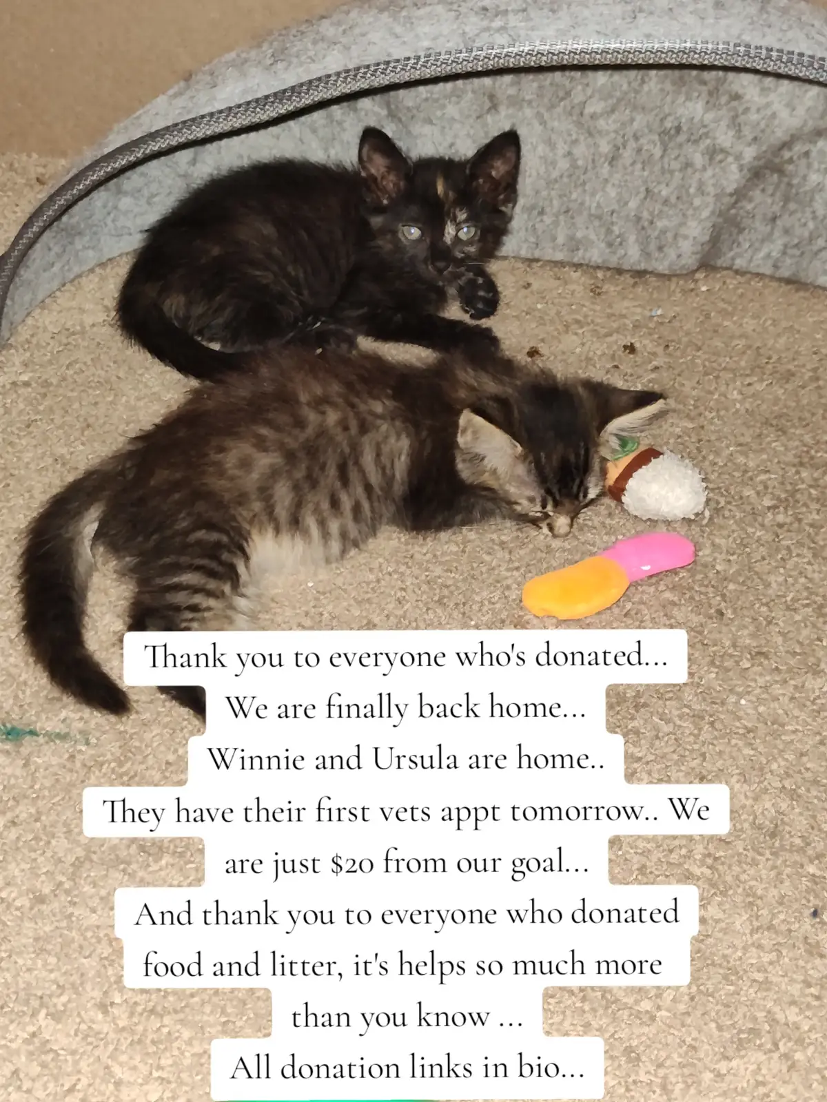 #catsoftiktok #rescueanimals #rescuecats #straycats #cat 
