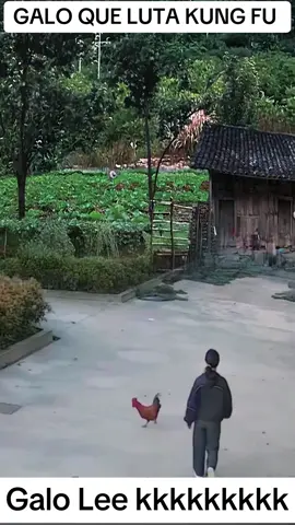 Galo que luta kung fu ##pets 