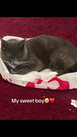 #cats #catsoftiktok #catlover #catowners #fyp 