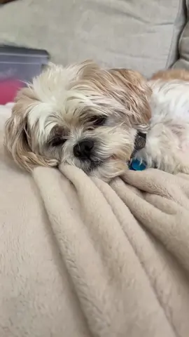 Tired too! #fyp#lilbastard#dog#sleep