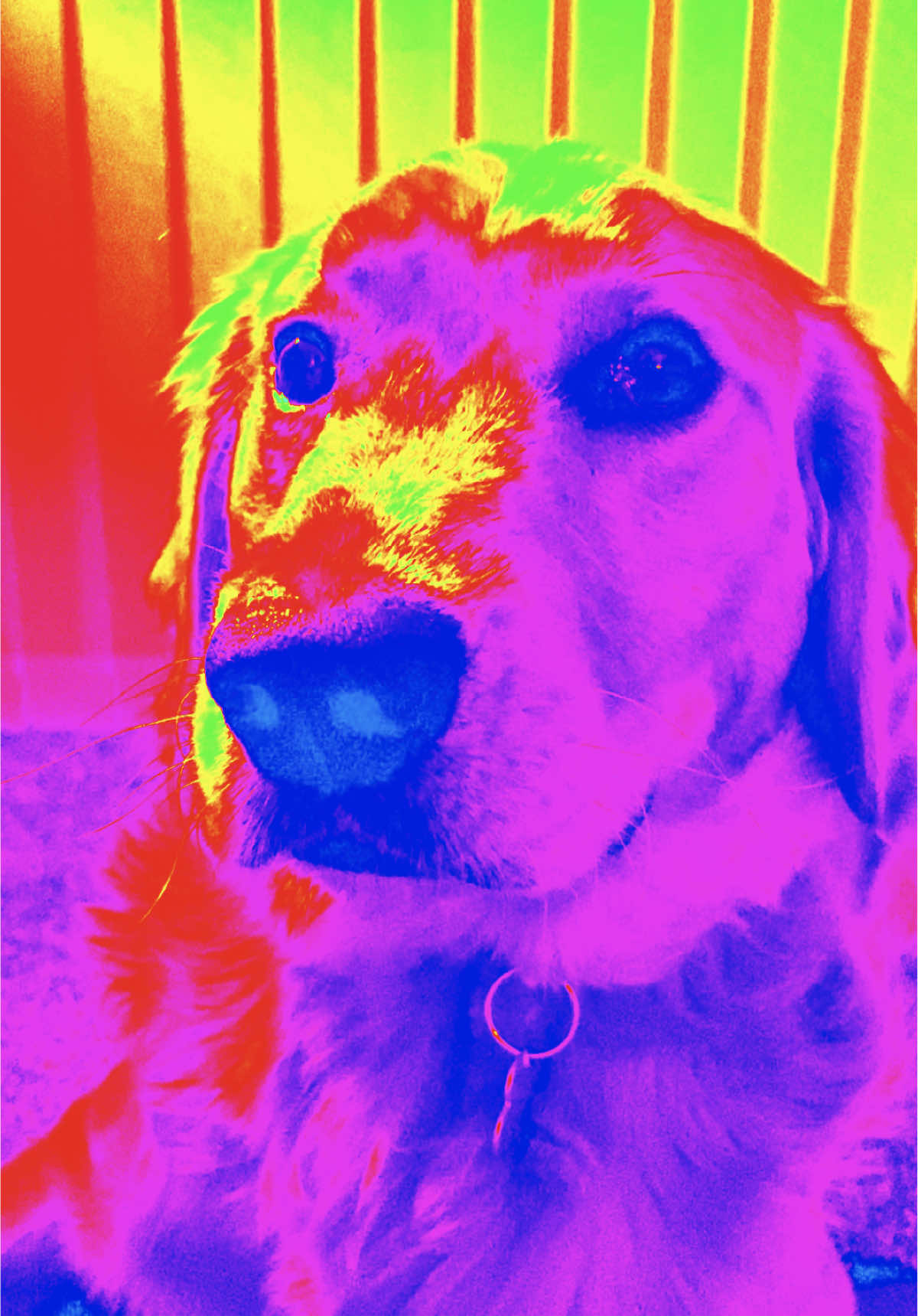 Anyone else’s dog the biggest drama queen?  Genuinely thought I was going to be having the emergency vet out last night! Less than 24 hours later, apart from some runny 💩s, he’s been absolutely fine, and has just decided he’d like to cause chaos instead🤣🤣🤣🤣🤣 #puppy #sickpuppy #dramaqueen #dogsoftiktok #goldenretriever 