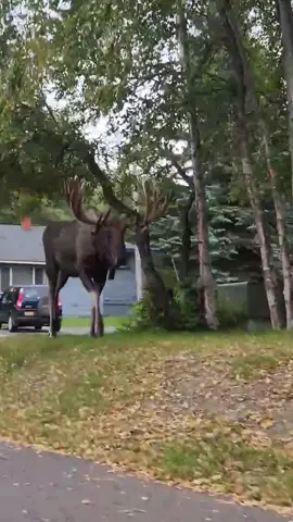 #Alaska #ilovealaska #anchorage #moose #LIVEIncentiveProgram #GenuineInteractionMatters #PaidPartnership 