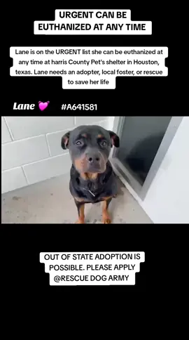 🆘️‼️ Lane is on the urgent list for euthanasia ☠️ at any time ⏰️ at harris County pet's shelter in Houston texas. Lane needs an adopter, local foster or rescue to save her life ‼️  If you are local please consider fostering it's free and temporary and you would be saving a precious life 🙏 🩷🙏 Name. Lane  #A641581 Female  Age unknown  Rottweiler  67lbs Co kenneled  Dog friendly  People friendly  OUT OF STATE ADOPTION IS POSSIBLE.  If you can foster or adopt please apply @Rescue Dog Army or @savinghoustonspets application in their Bio ASAP.  Please message me if you have any questions.  📍Address  Harris County Pet's shelter.  612 Canino Rd in Houston texas  #urgentshelterdogs #rescue #fosteringsaveslives #adoptdontshop 