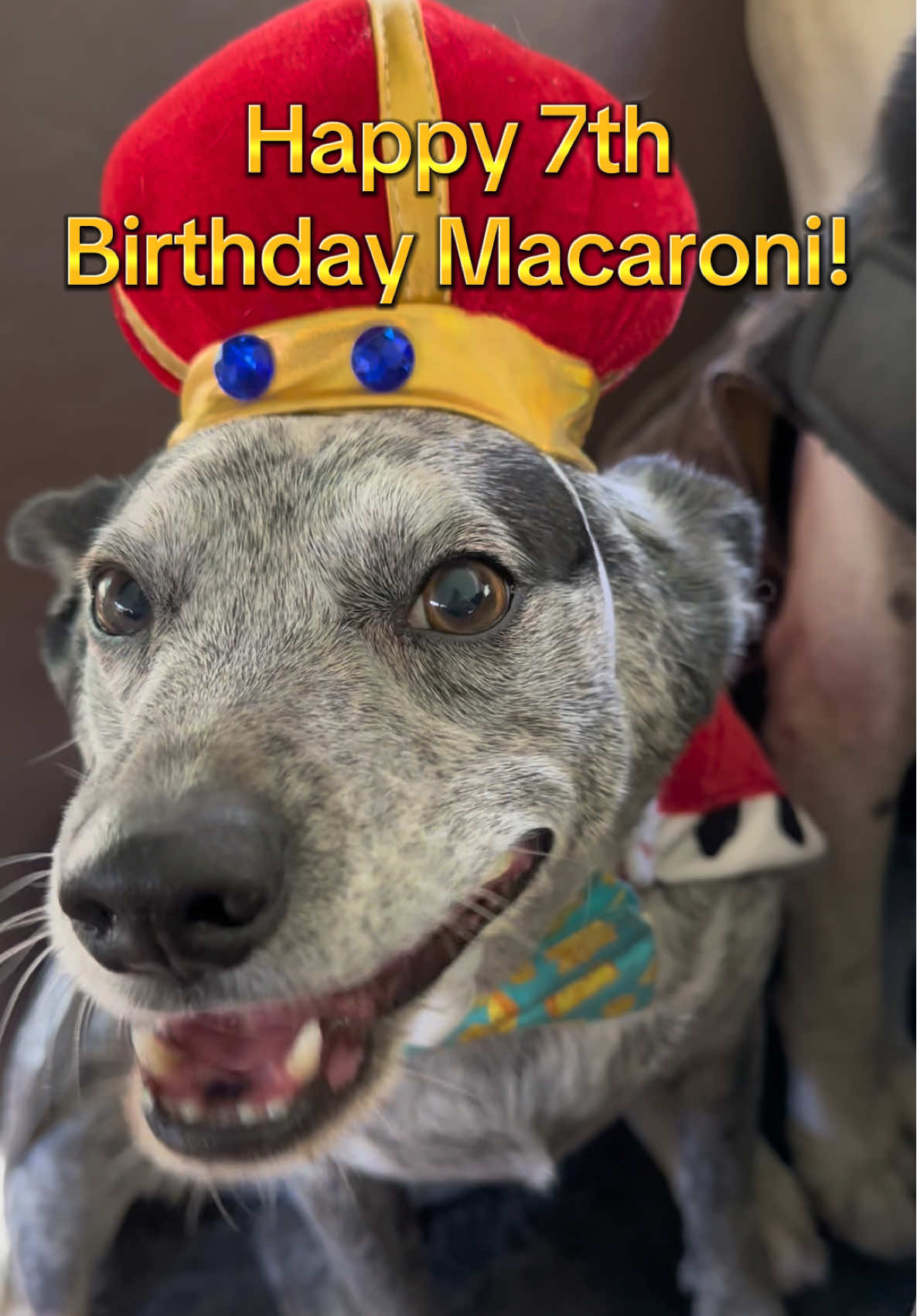 Happy 7th Birthday Macaroni! 💛🐾 #dogbirthdayparty #dogbirthday #macaroni 