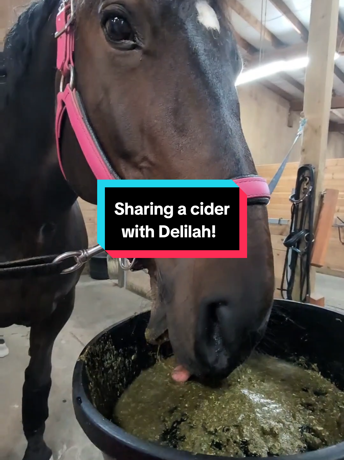 Sharing a #cider with Delilah! #horse #drafthorse #asmr #nomnom 