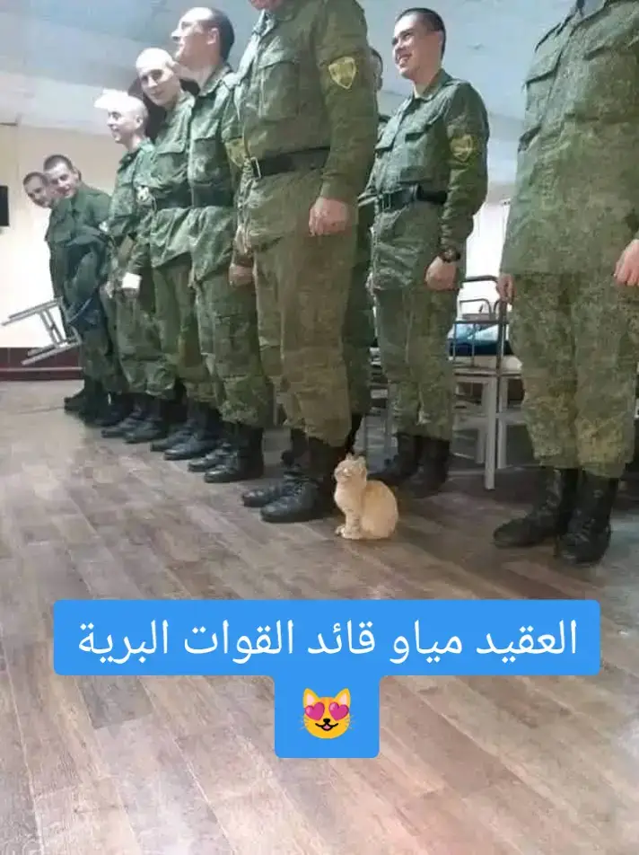 #الجزائر🇩🇿 #الشعب_الصيني_ماله_حل😂😂 #حيوانات_اليفه #cat #catlovers 