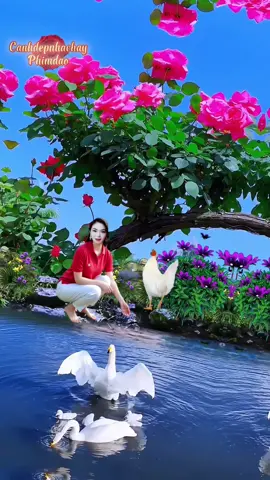 #tiktokxuhuong2025🌹🌹❤️❤️ #canhdepnhachay🌹🌹💃💃❤️❤️ #tiktokphimdao❤️❤️❤️🌹🌹🌹🌹 