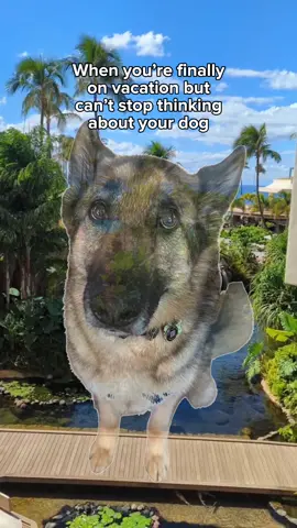 The only solution is to bring your dog with you on all vacations #germanshepherd 