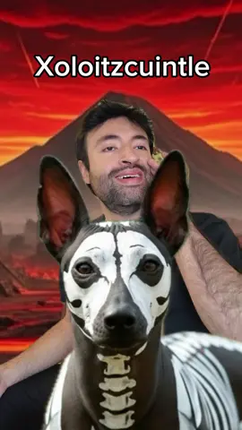 #perros #comedia #mascotas #xoloitzcuintle 
