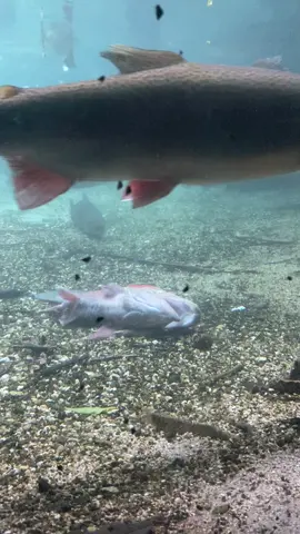 #fyp #fish 