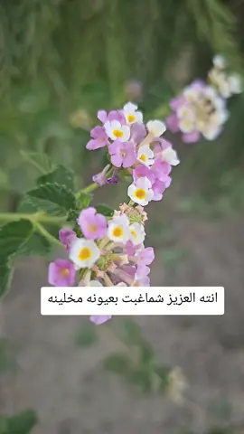 تصويري  #شعراء_وذواقين_الشعر_الشعبي #شعر #خواطر #عباراتكم_الفخمه📿📌 #عباراتكم_الفخمه 