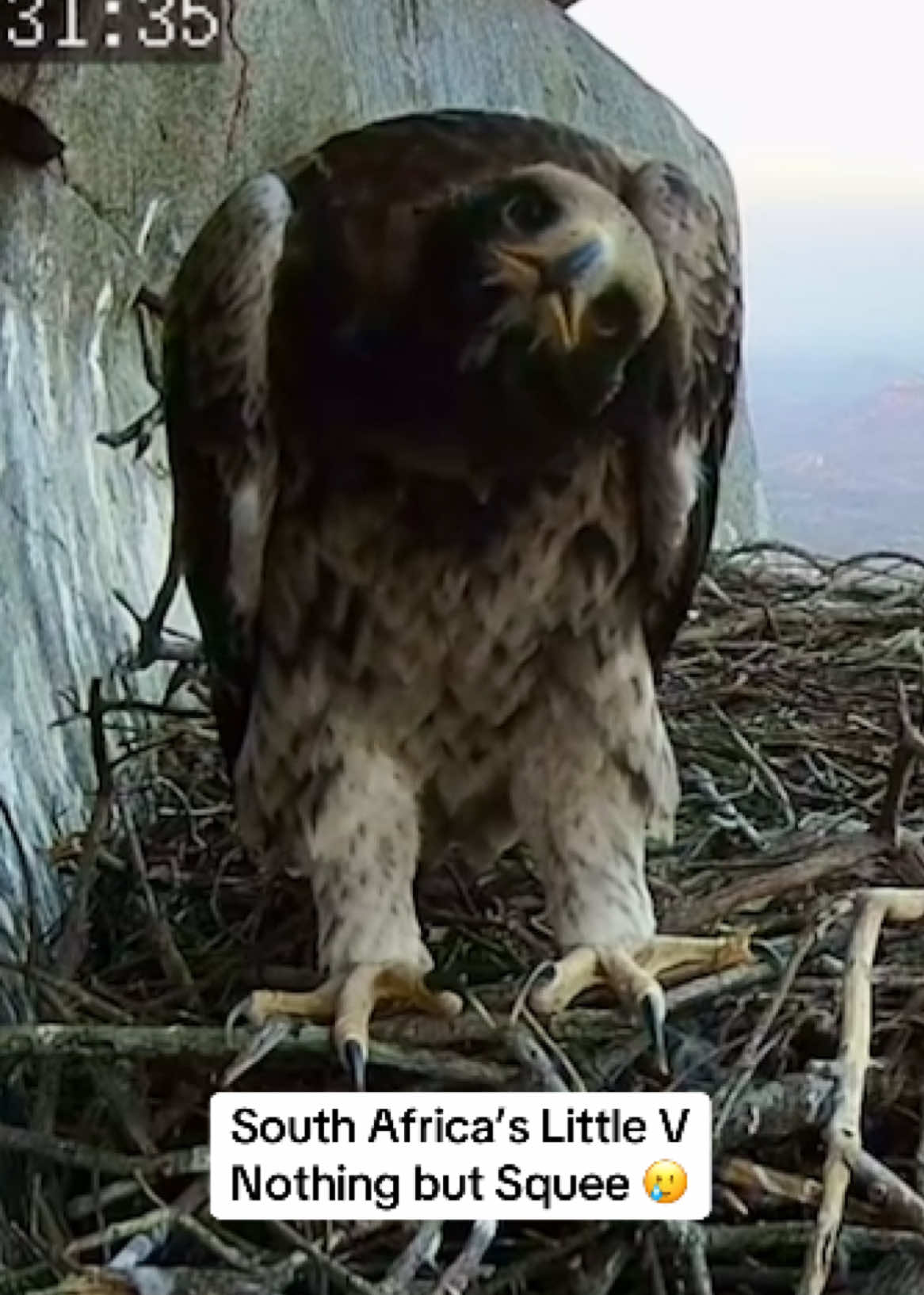 #verreauxseagle #baldeagles 