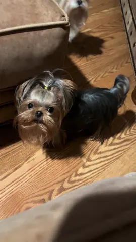 Mornings either Annee and Dollee 😊❤️🐾 #anneeoaklee #dolleemae #morkie #yorkie #dogsoftiktok 