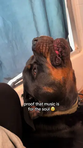🥹😭❤️‍🩹 #rottweiler #rottweilersoftiktok #PetsOfTikTok #dogsoftiktok #rottiesoftiktok 
