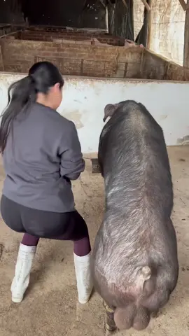 🐖✨ Trabajando con este hermoso Pietrain Alemán ❤️👩🏻‍🌾🌾🌾🌾 La vida en la granja es única 🌾#01 #Pietrain #Pig #Cerdo #Farm 