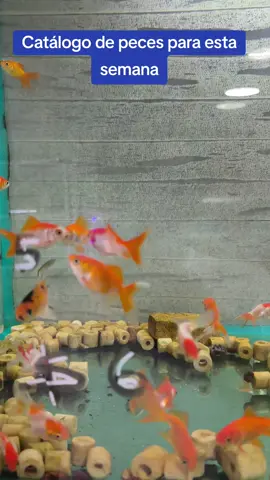 #peces 
