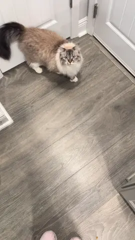 POV: your cat forgives you for leaving her all day to go to work to earn money and pay for the house she lives in 🥺 #catsoftiktok 