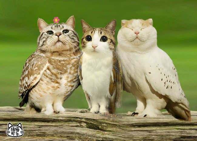 #CapCut #xy #makethisviral #meowl 