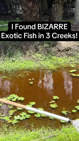 😱 I FOUND something truly bizarre… deep in 3 creeks. You won’t believe these exotic fish until you see them yourself! 🌊🐟 #aquarium #aquariumfish #robsaquatics #fishtok #fypシ 