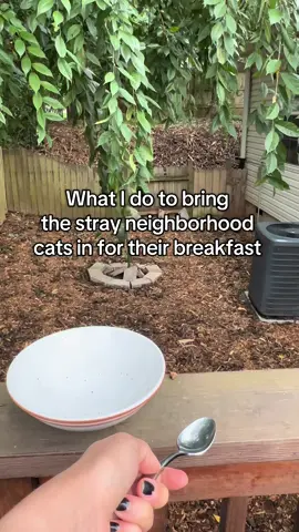 The little things 🐈‍⬛