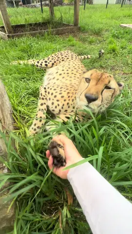 Go for a walk with Nyambe on our cheetah walk experience! Offered everyday at 4 pm! #animals #cheetah #ambassador #conservation #fyp #cat 